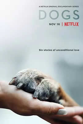爱犬情深第一季海报